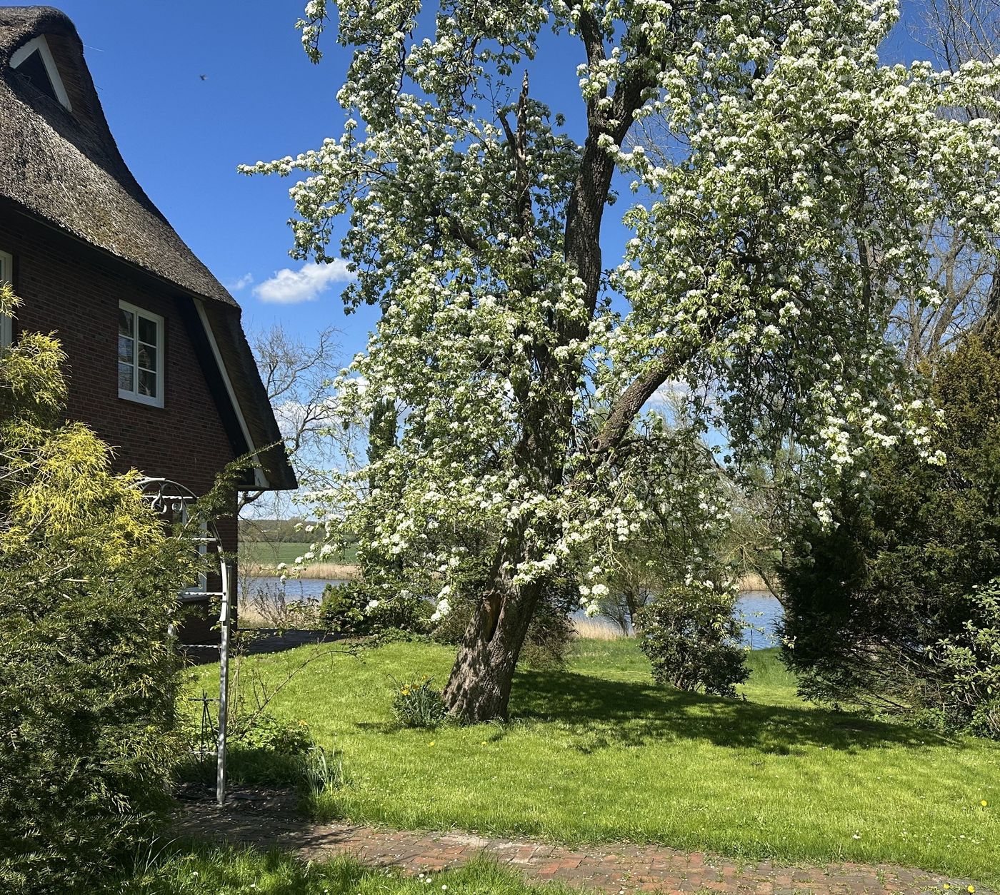 Unser alter Birnenbaum steht