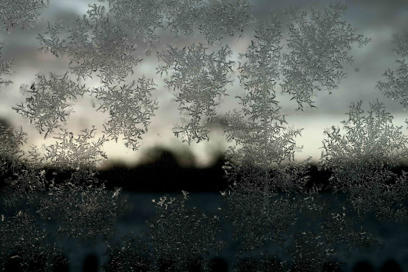 Eisblumen