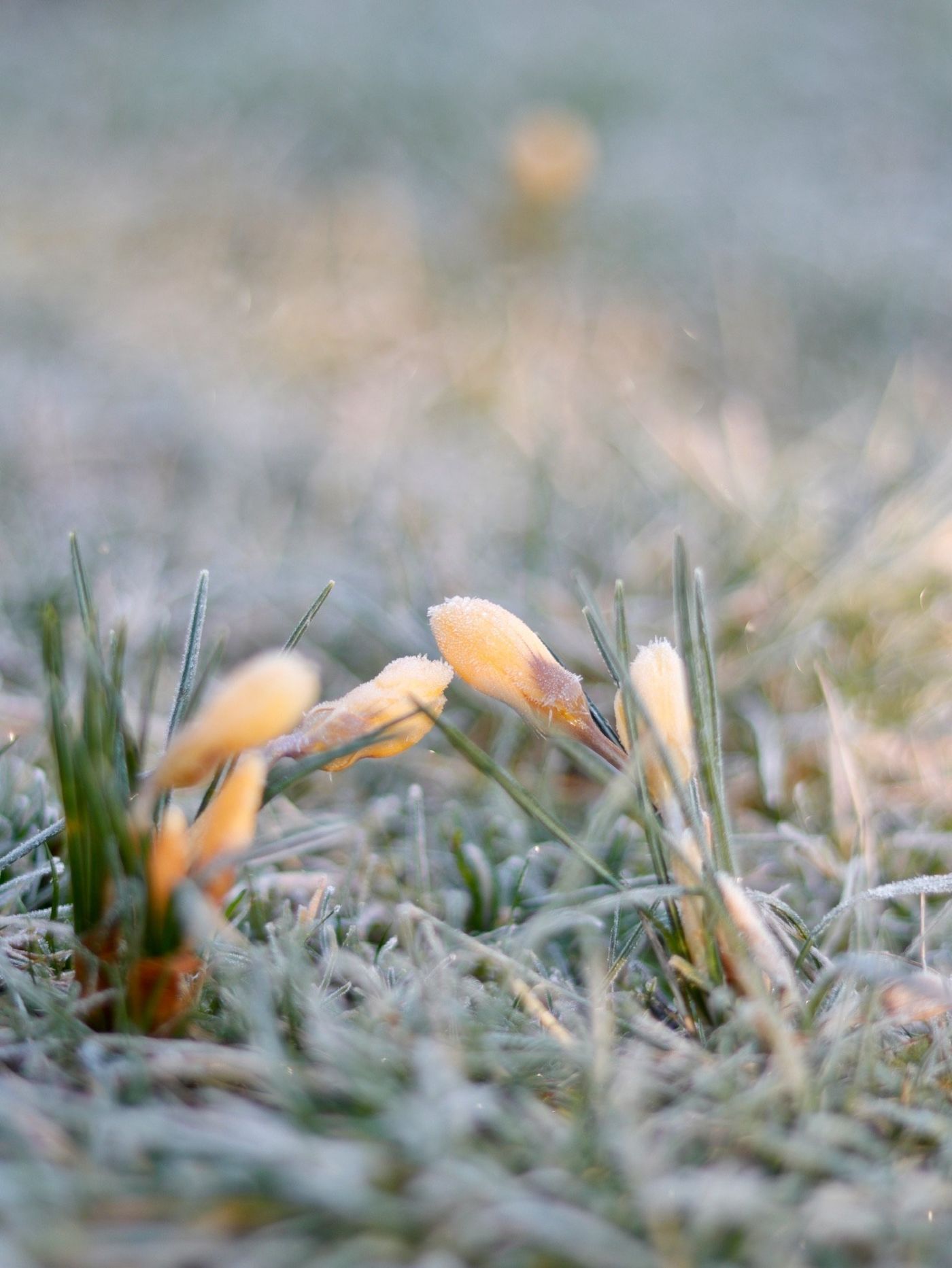 Krokusse