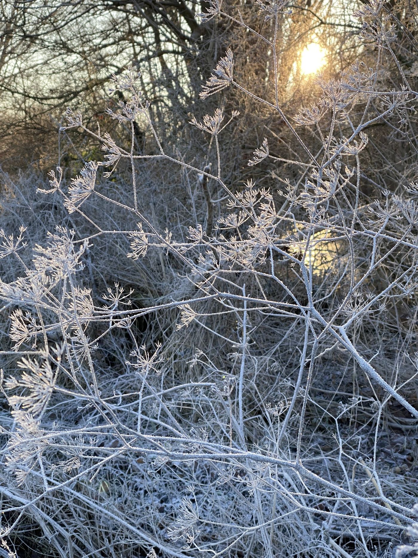 Frost