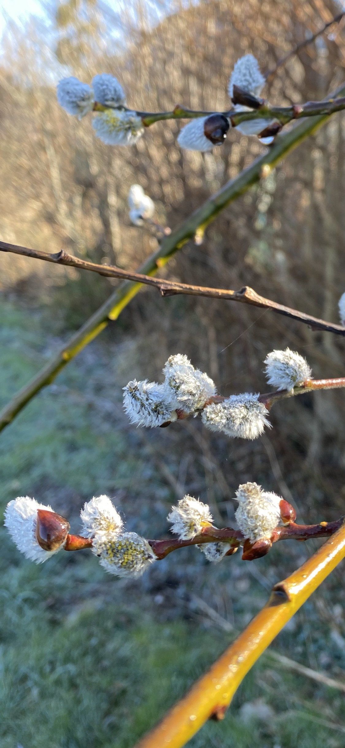 Frost