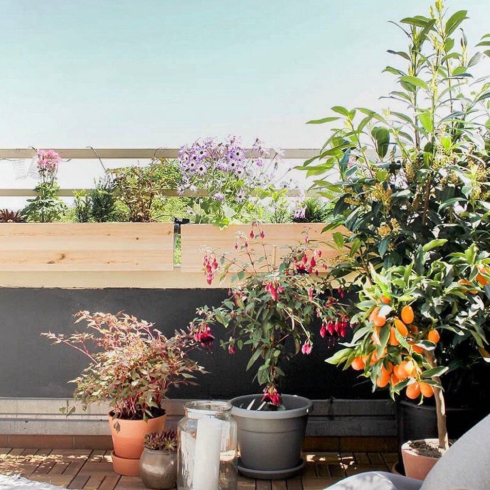 Balkonpflanzen – die besten Tipps und Tricks