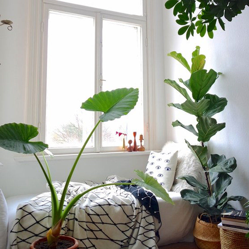 Zimmerpflanzen für ein Stück Natur im Wohnzimmer