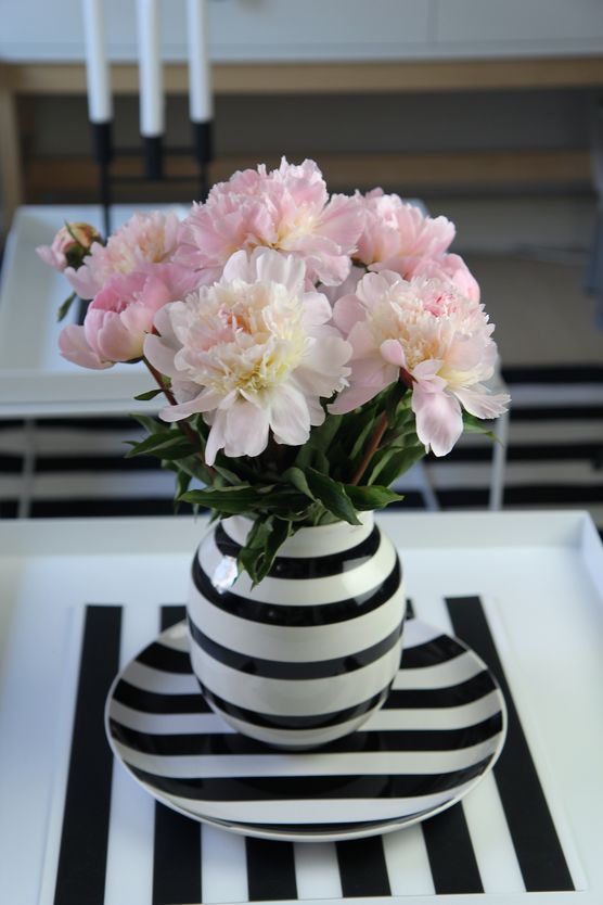 Pfingstrosen in voller Pracht Pfingstrosen in voller Pracht