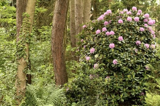 Rhododendron Blüte Rhododendron Blüte