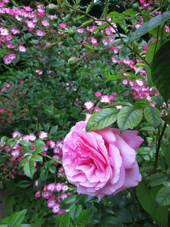 Im Garten mit... Mitglied Kereon: Mein Vorbild war immer ein verwilderter Bauerngarten! - Im Garten mit... Mitglied Kereon: Mein Vorbild war immer ein verwilderter Bauerngarten! -