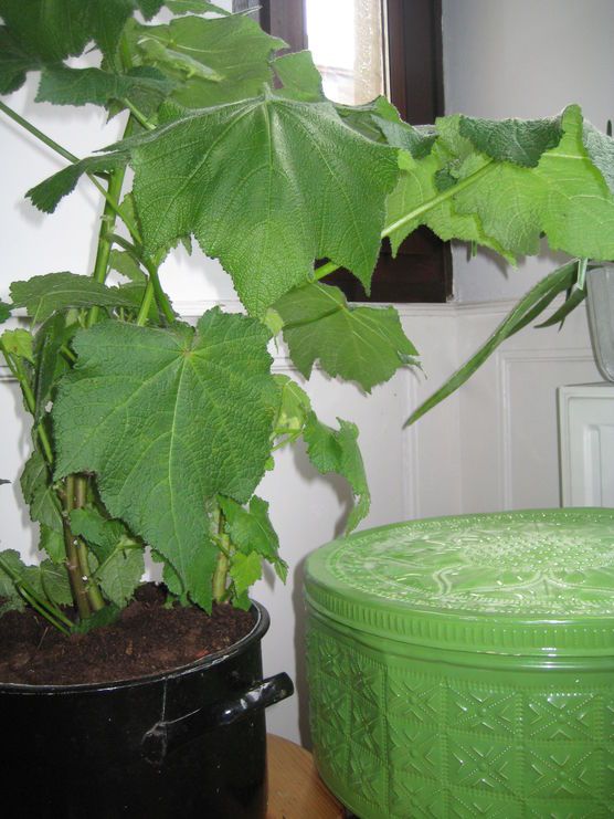 Neuer Versuch mit einer Zimmerlinde!!!! Hoffentlich klappts dieses Mal... Neuer Versuch mit einer Zimmerlinde!!!! Hoffentlich klappts dieses Mal...