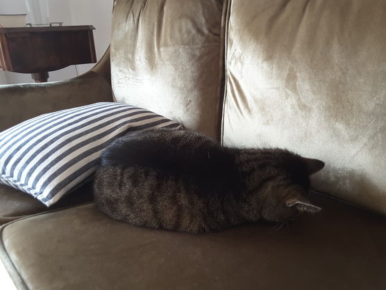 Seh ich dich nicht, Seh ich dich nicht,