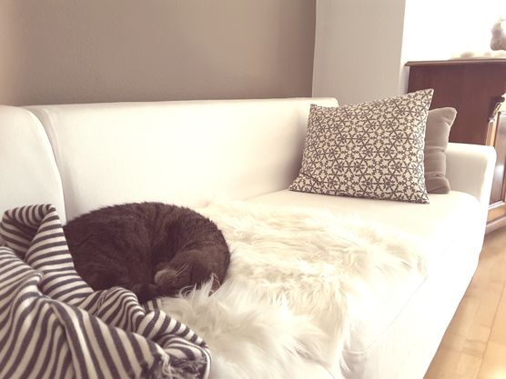 ....müde, müder, am müdesten😻 ....müde, müder, am müdesten😻