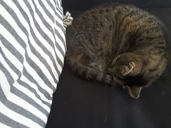 Frenzi😻
mal wieder beim Chillen.
Das Frenzi😻
mal wieder beim Chillen.
Das