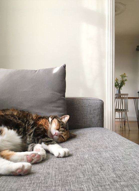 diese hitzewelle...🙀 ich hoffe, diese hitzewelle...🙀 ich hoffe,