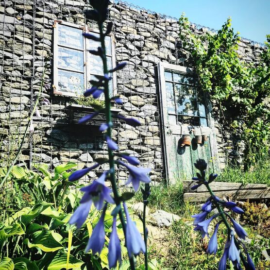 Alles blüht so schön Alles blüht so schön