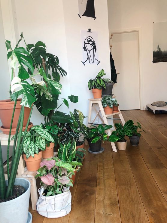 Hier meine Plantgang und Hier meine Plantgang und