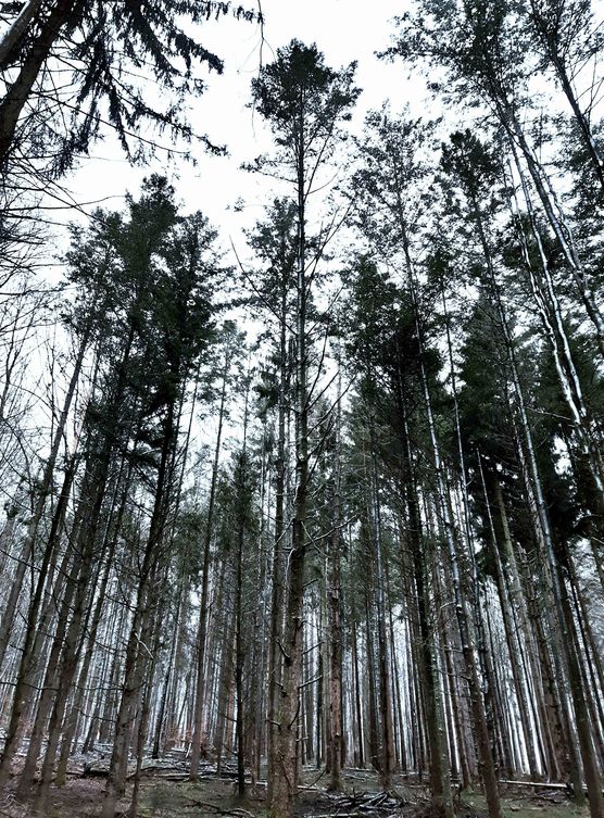 Bild von missnice Bild von missnice