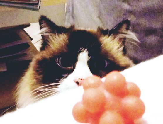 Oh ein Ball ☺️
unsere Oh ein Ball ☺️
unsere