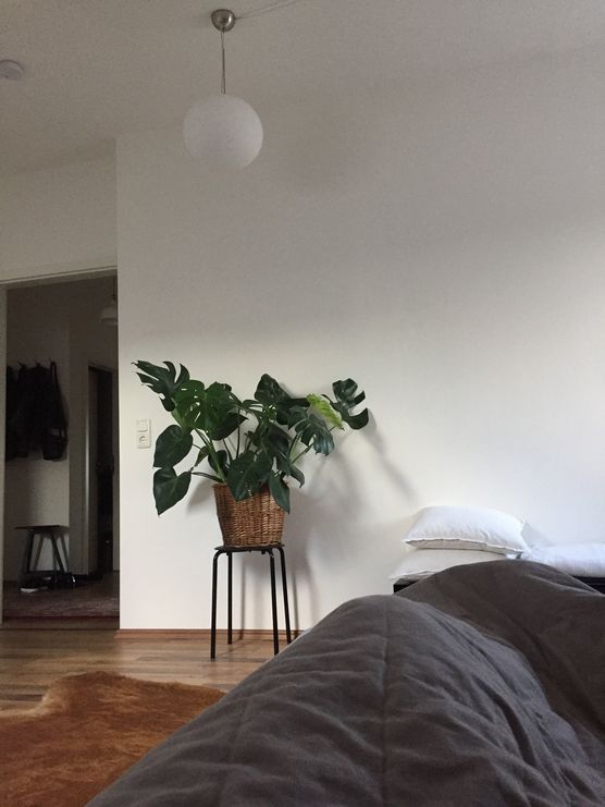 Guten Morgen, Monstera Guten Morgen, Monstera