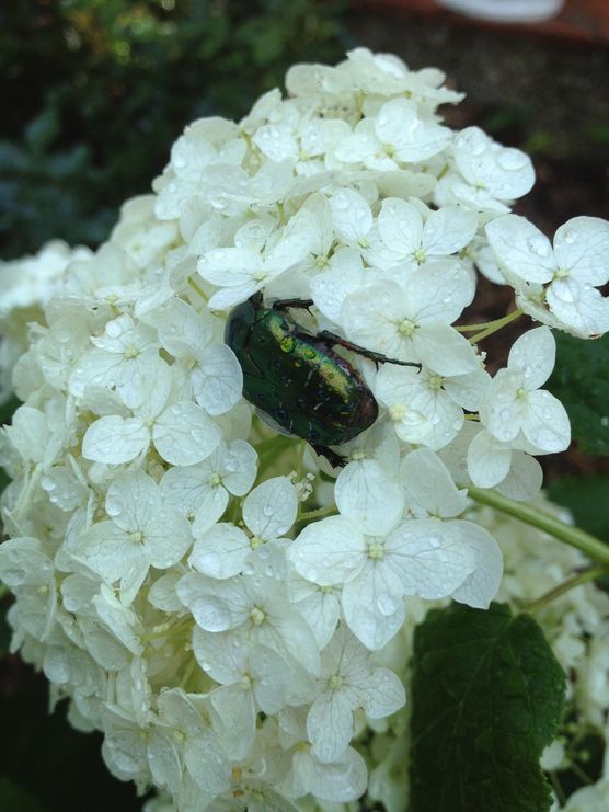 Ist er nicht wunderschön, Ist er nicht wunderschön,