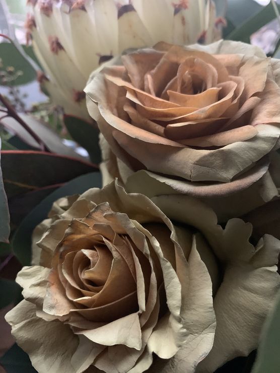 Bild von wunderfisch Bild von wunderfisch