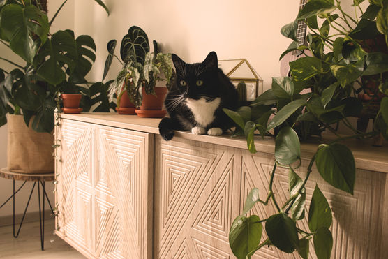 Catwalk, Kleiderschrank oder doch Catwalk, Kleiderschrank oder doch