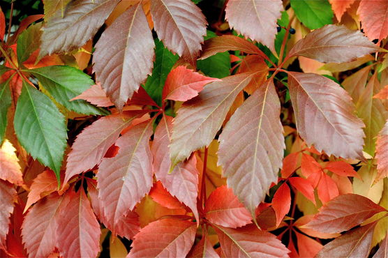 Herbstliche Hausmauerstimmung Herbstliche Hausmauerstimmung