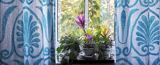 Zwergen-Grünpflanzen in alten Häferln, Zwergen-Grünpflanzen in alten Häferln,