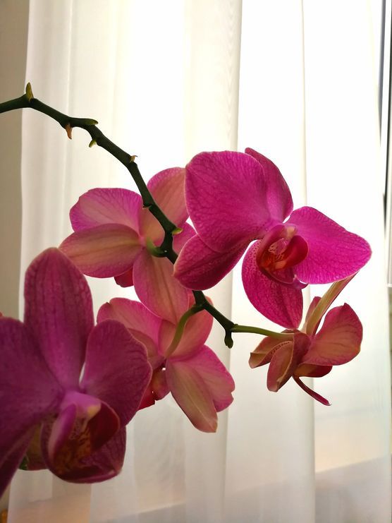 Bild von SophiaSunshine Bild von SophiaSunshine