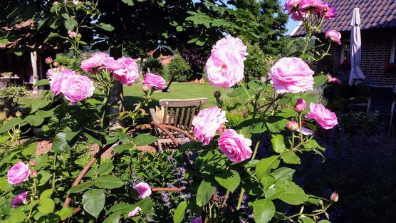 Loise Osier, schade, Loise Osier, schade,