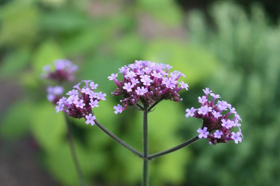 Die ersten Verbenen blühen Die ersten Verbenen blühen