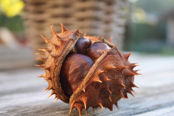 Bild von Froote Bild von Froote