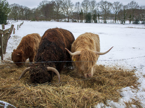 Nun ist der Winter Nun ist der Winter
