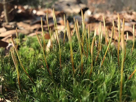 Bild von Susanheja Bild von Susanheja