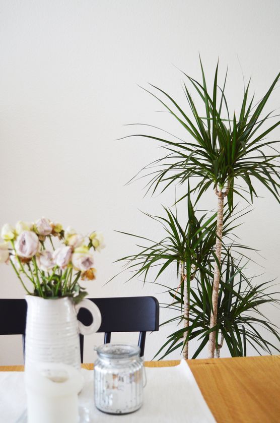 plants are friends plants are friends