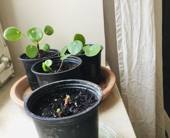 Bild von feenschmaus Bild von feenschmaus