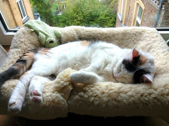 Bild von Gross-Weege Agnes Bild von Gross-Weege Agnes