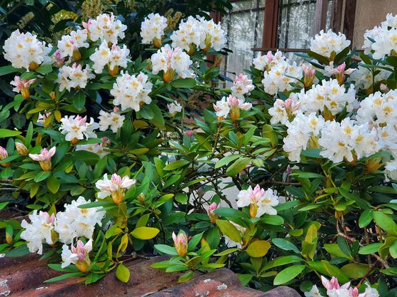 Bild von Madame Roseinlove Bild von Madame Roseinlove