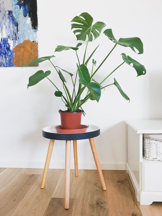 Wachse wachse, mein grünes, Wachse wachse, mein grünes,