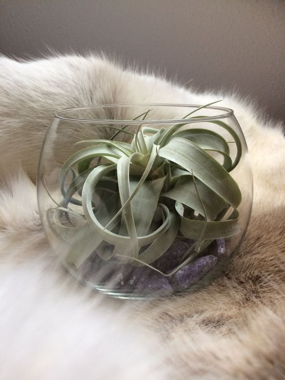 Dieser hübsche Gefährte ist Dieser hübsche Gefährte ist