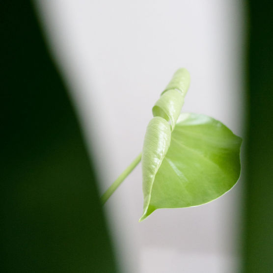 ein neues Blatt an ein neues Blatt an