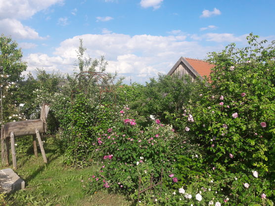 Meine Rosenpracht🌷🌷🌷. Nachdem die Meine Rosenpracht🌷🌷🌷. Nachdem die