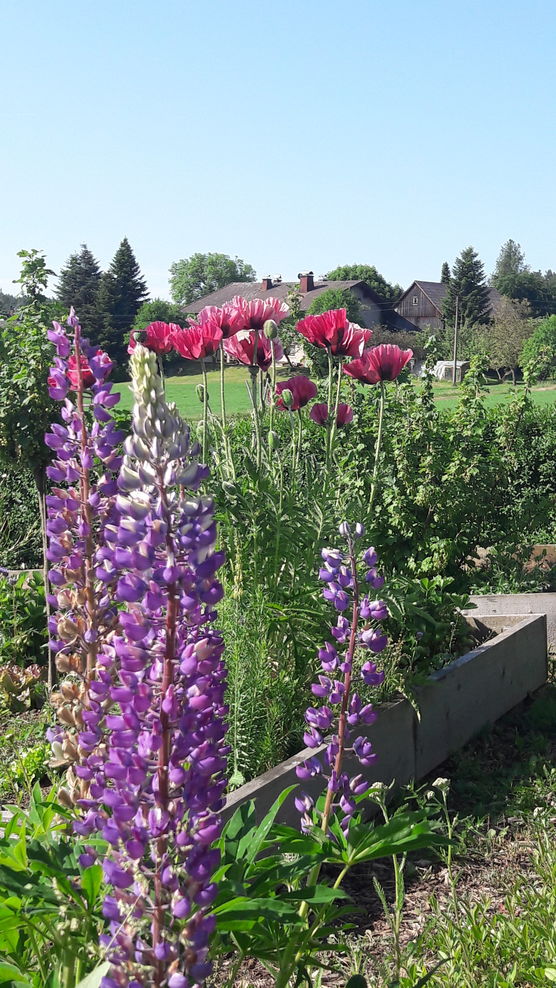 Mohn Patty's Plum...was für Mohn Patty's Plum...was für