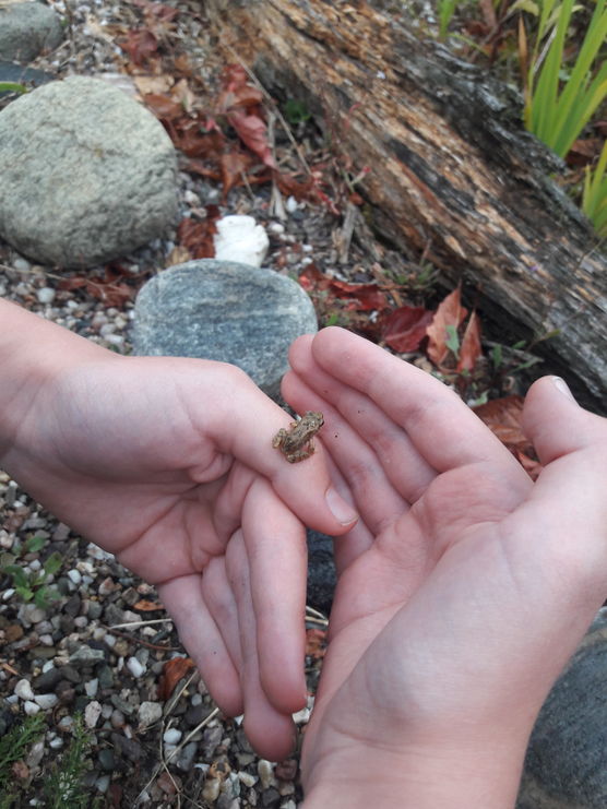 ♥️🐸 ♥️🐸