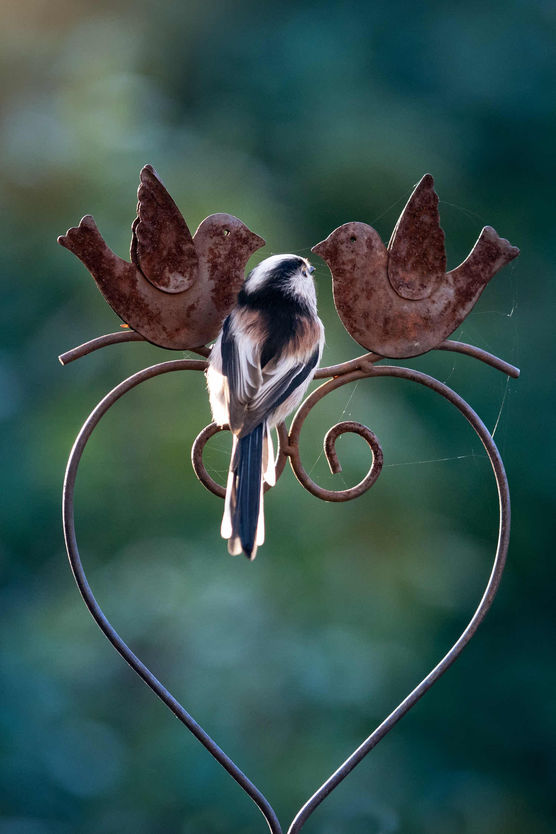 Bild von fiesebrise Bild von fiesebrise