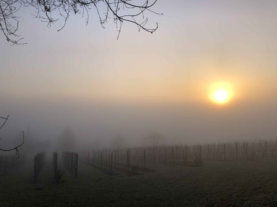 Bild von Schizoline Bild von Schizoline