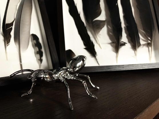 Bild von Schizoline Bild von Schizoline