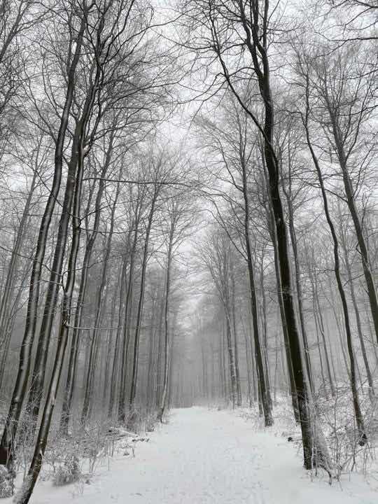 Bild von Schizoline Bild von Schizoline