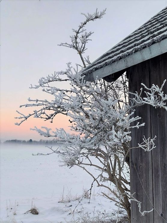 Jännermorgenfrost Jännermorgenfrost