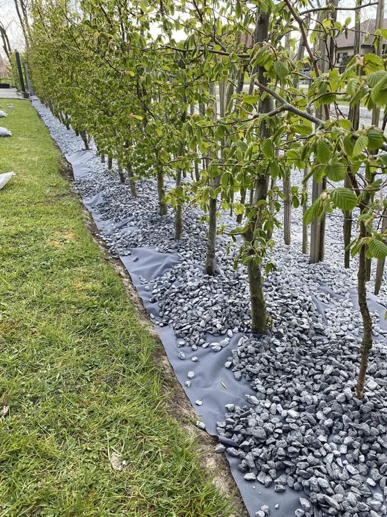 Bild von Steernhuus Bild von Steernhuus