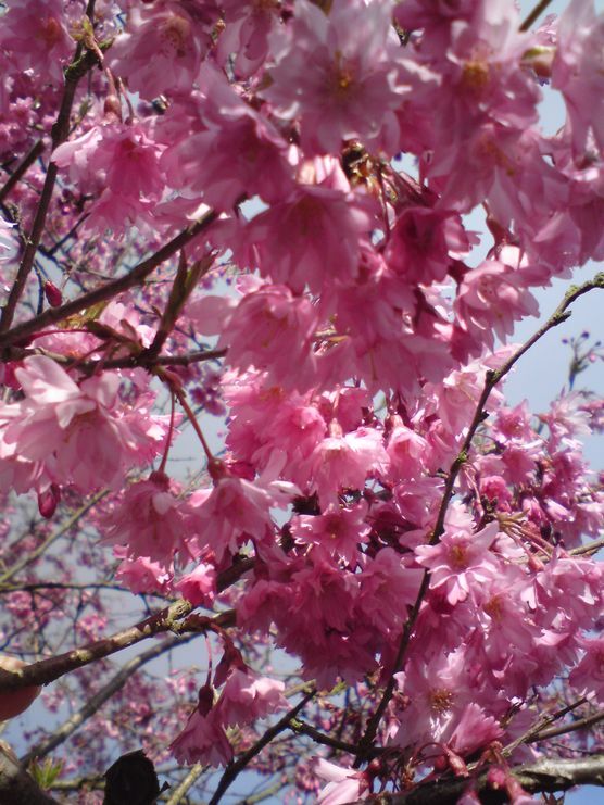 der frühling ist da! der frühling ist da!