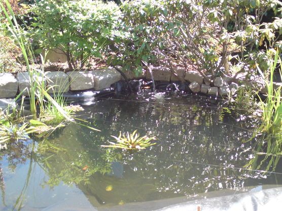 bepflanzter teich bepflanzter teich