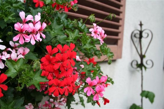 Bohnenkletterstange Bohnenkletterstange